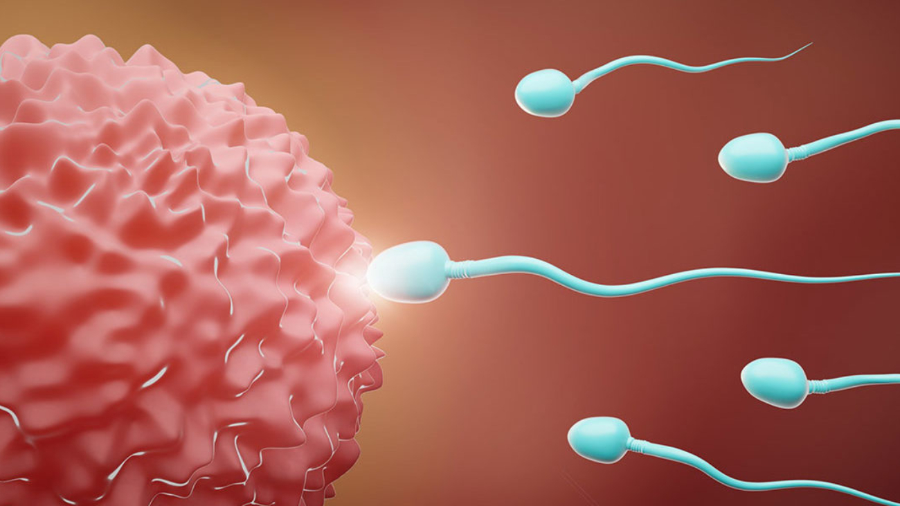 Sperm Quality