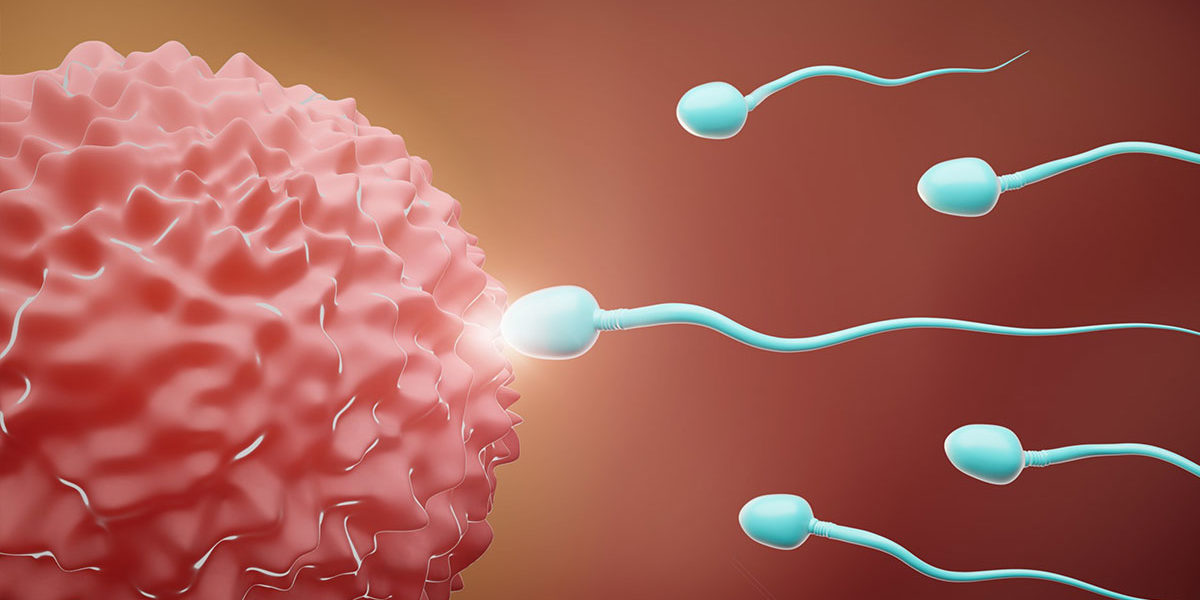 Sperm Quality