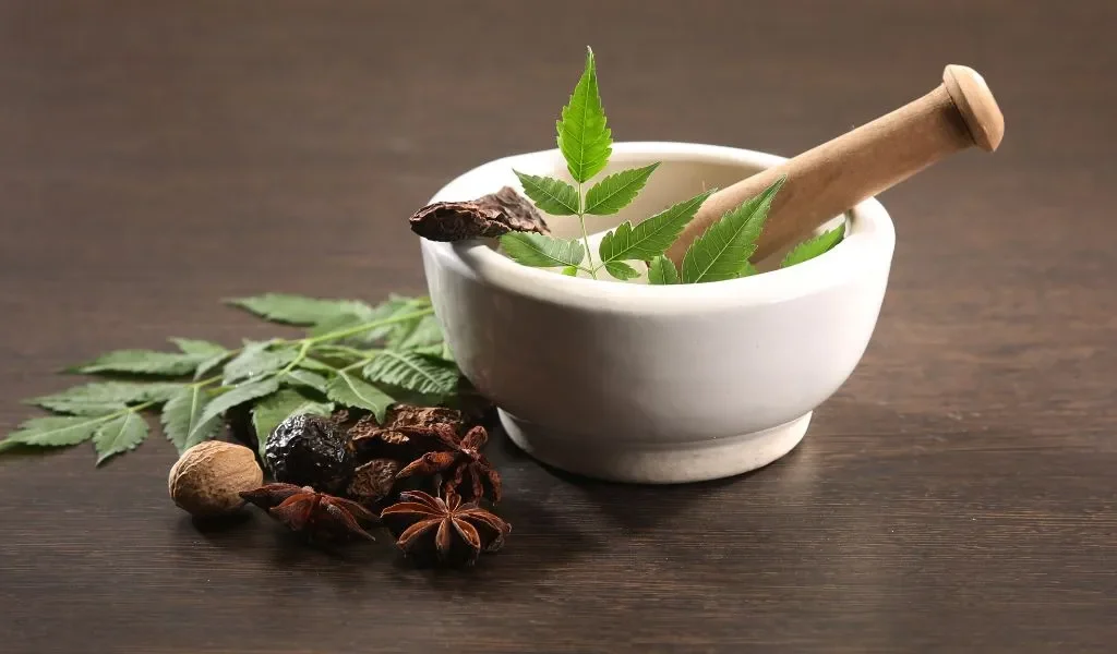 Top 10 Ayurvedic Herbs for Sexual Wellness